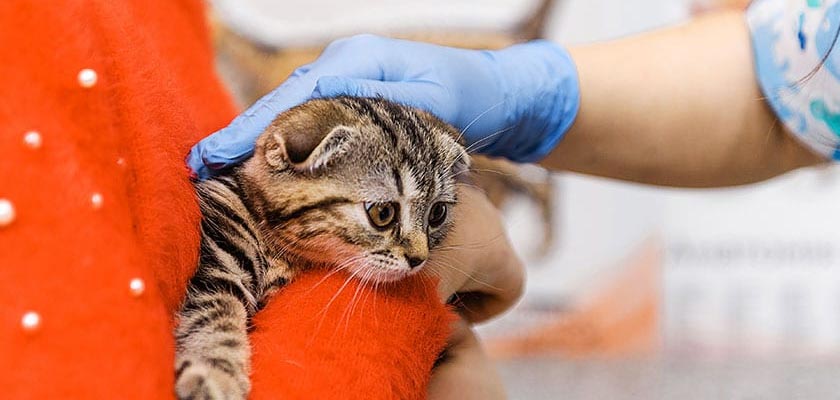 cat euthanasia in La Habra