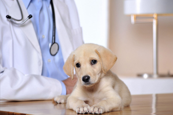 small animal vet in North Fort Myers