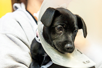spaying and neutering in Jacksonville