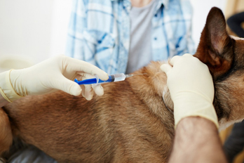 veterinary euthanasia in Lumberton