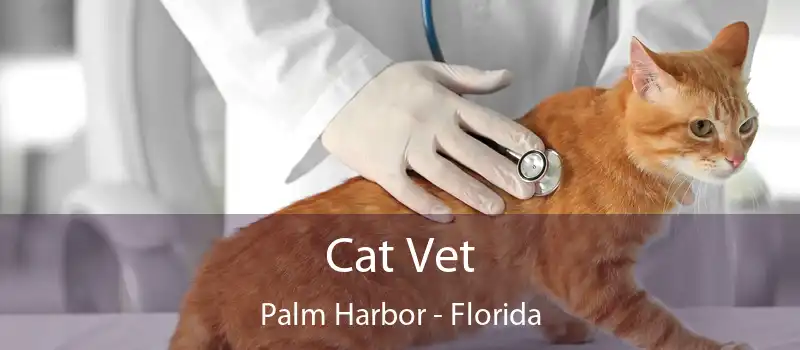 Cat Vet Palm Harbor - Florida