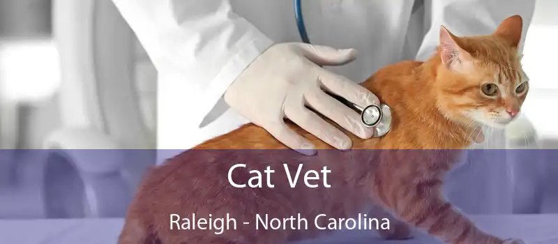 Cat Vet Raleigh - North Carolina