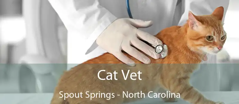 Cat Vet Spout Springs - North Carolina