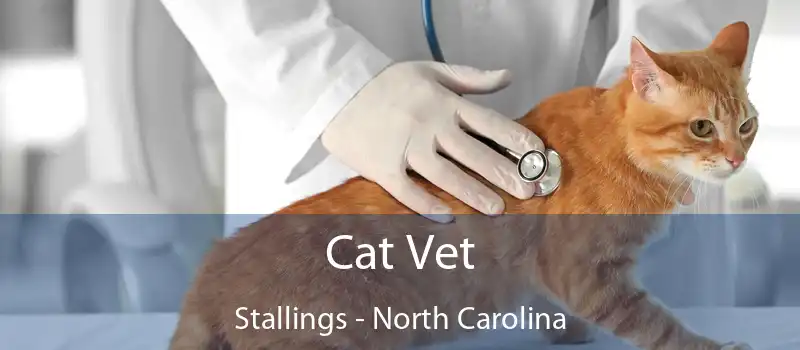 Cat Vet Stallings - North Carolina