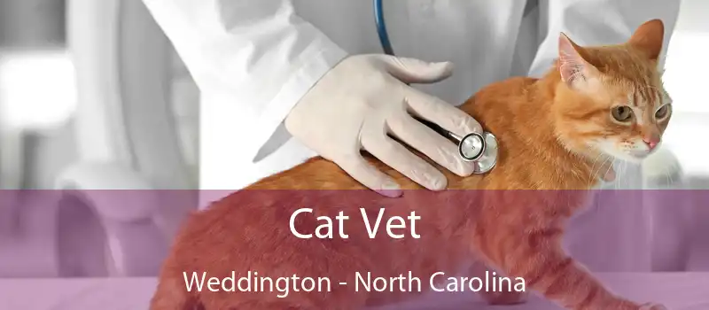 Cat Vet Weddington - North Carolina