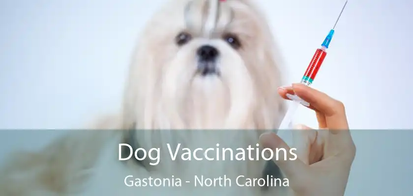 Dog Vaccinations Gastonia - North Carolina