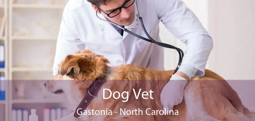 Dog Vet Gastonia - North Carolina