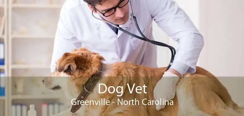 Dog Vet Greenville | Vet For Dogs Greenville