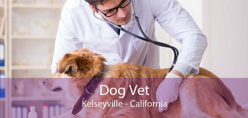 Dog Vet Kelseyville Vet For Dogs Kelseyville