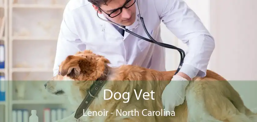 Dog Vet Lenoir - North Carolina