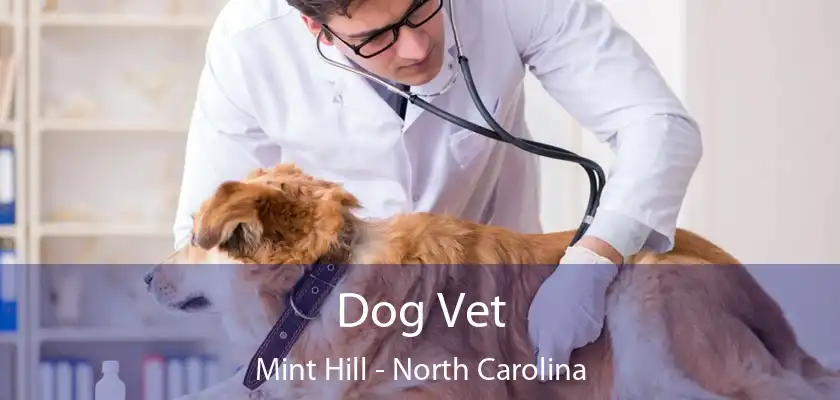 Dog Vet Mint Hill - North Carolina