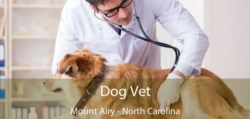 Dog Vet Mount Airy - North Carolina