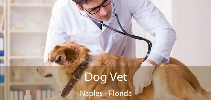 Dog Vet Naples - Florida