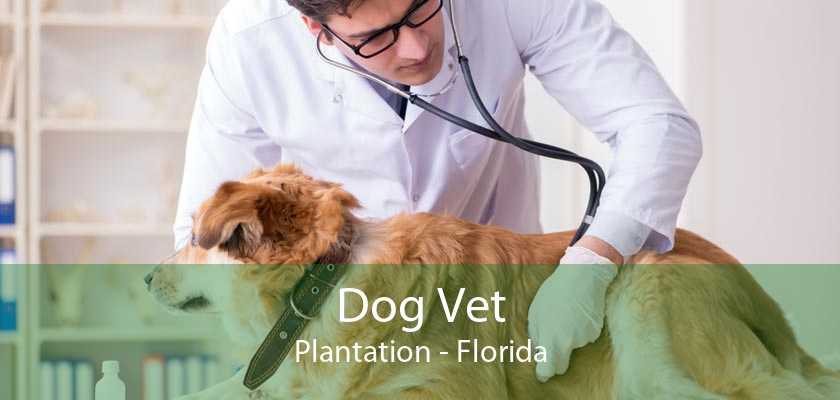 Dog Vet Plantation | Vet For Dogs Plantation