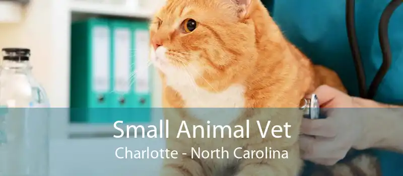 Small Animal Vet Charlotte - North Carolina