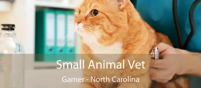 Small Animal Vet Garner - North Carolina