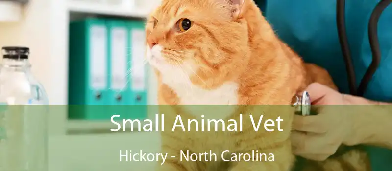 Small Animal Vet Hickory - North Carolina