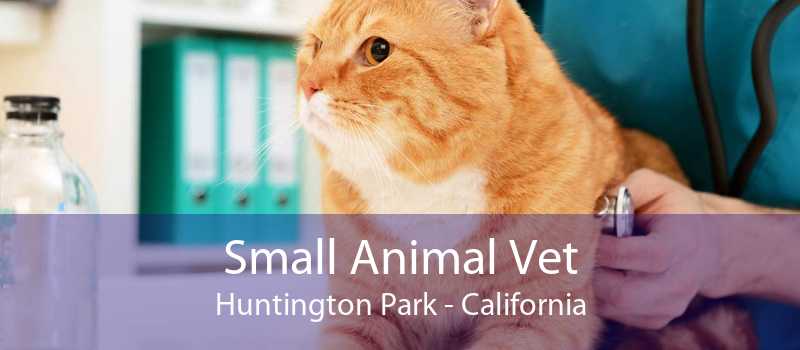 Small Animal Vet Huntington Park | Small Animal Hospital Huntington Park