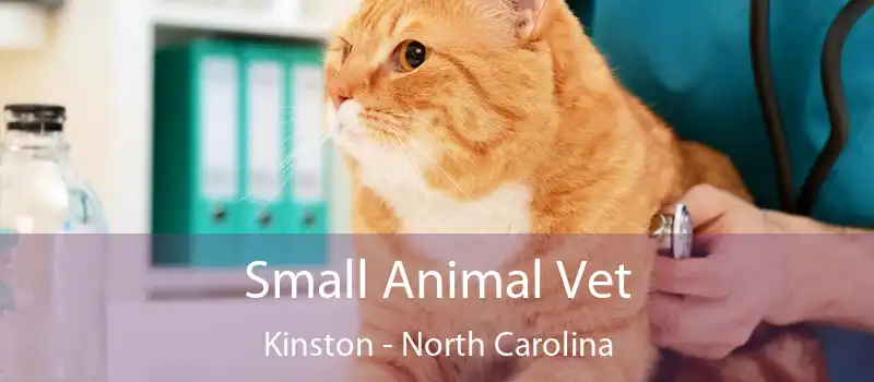 Small Animal Vet Kinston - North Carolina