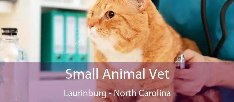 Small Animal Vet Laurinburg - North Carolina