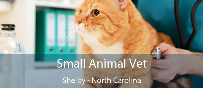 Small Animal Vet Shelby - North Carolina