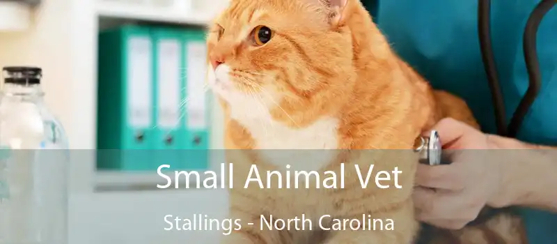 Small Animal Vet Stallings - North Carolina