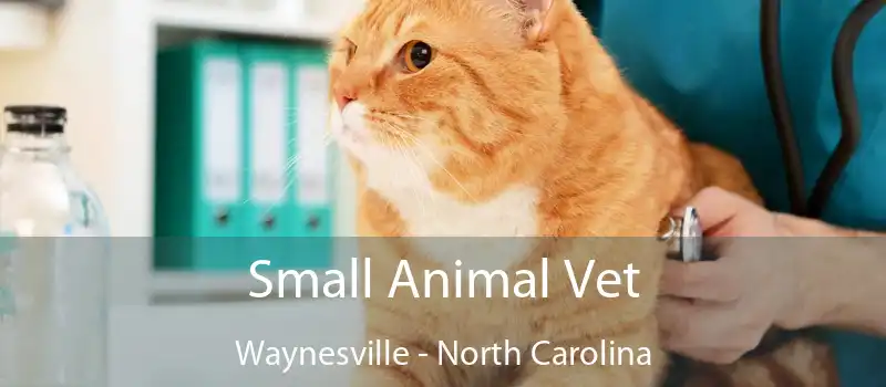 Small Animal Vet Waynesville - North Carolina