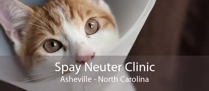 Spay Neuter Clinic Asheville - North Carolina