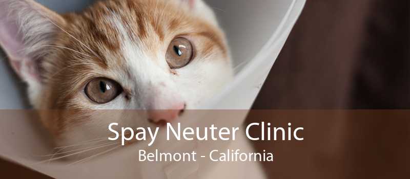 Spay And Neuter Clinic Belmont Dog Cat Neutering Clinic Belmont