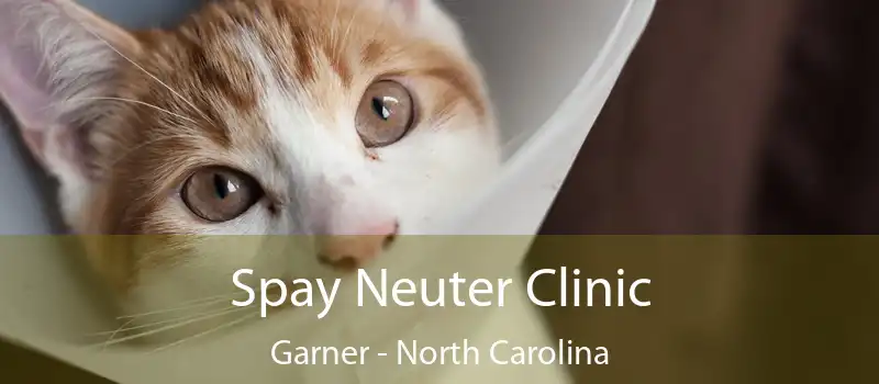 Spay Neuter Clinic Garner - North Carolina