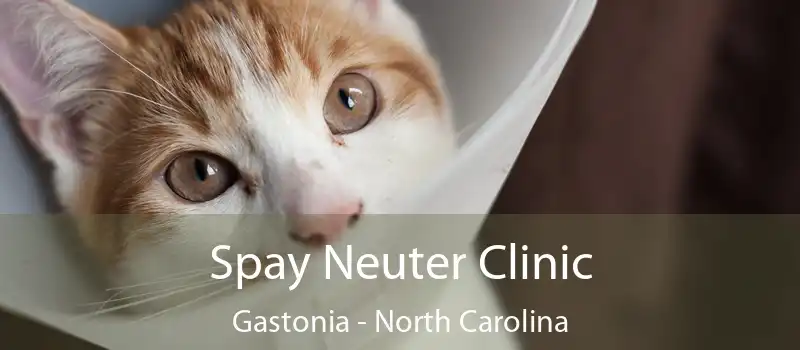 Spay Neuter Clinic Gastonia - North Carolina