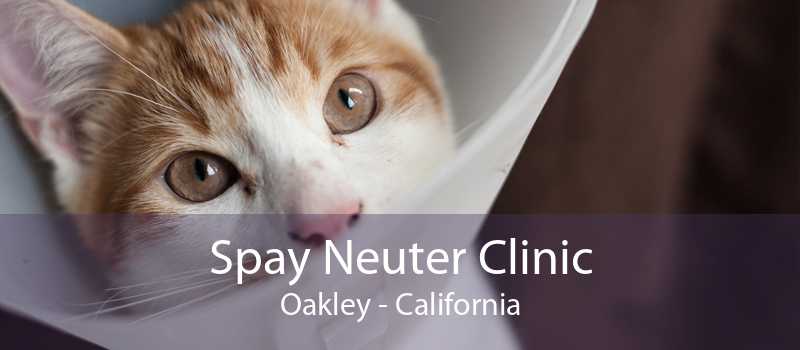 Spay And Neuter Clinic Oakley | Dog & Cat Neutering Clinic Oakley