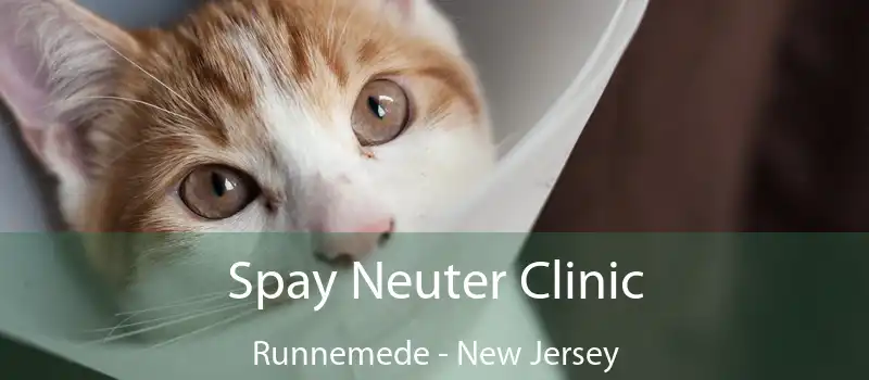 Spay Neuter Clinic Runnemede - New Jersey