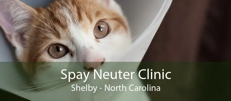 Spay And Neuter Clinic Shelby | Dog & Cat Neutering Clinic Shelby