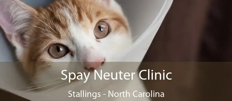 Spay Neuter Clinic Stallings - North Carolina