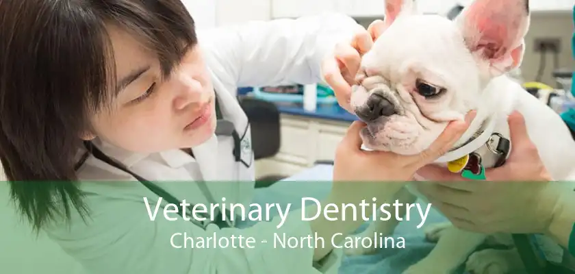 Veterinary Dentistry Charlotte - North Carolina