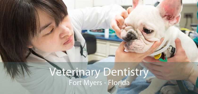 Veterinary Dentistry Fort Myers Florida 