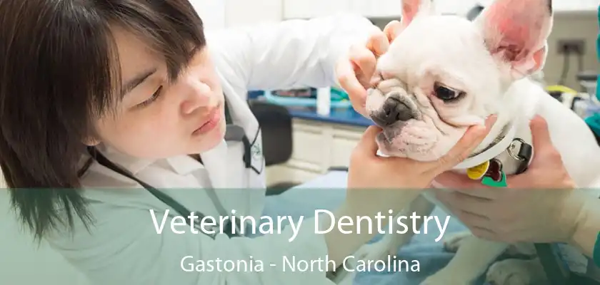 Veterinary Dentistry Gastonia - North Carolina