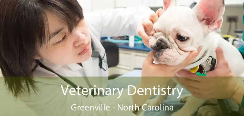 Veterinary Dentistry Greenville - North Carolina