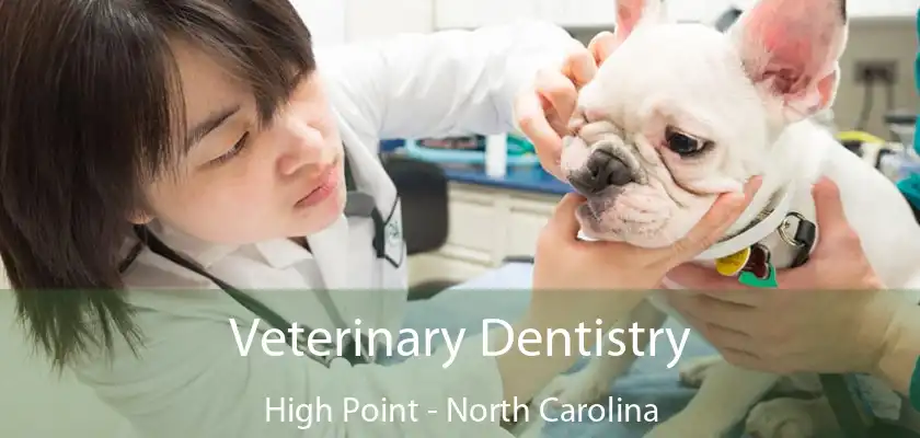 Veterinary Dentistry High Point - North Carolina