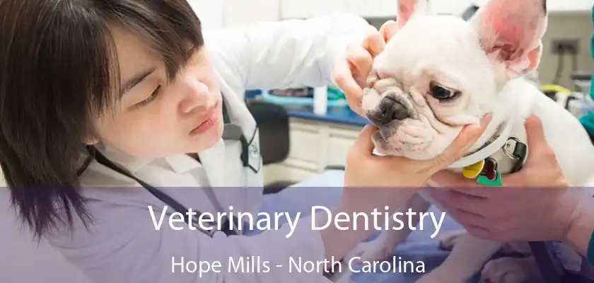 Veterinary Dentistry Hope Mills - North Carolina