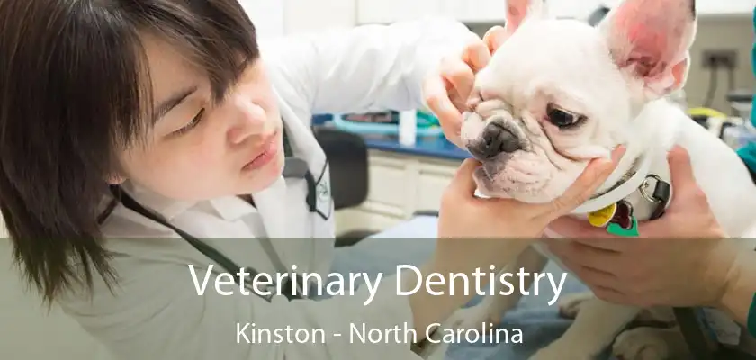 Veterinary Dentistry Kinston - North Carolina