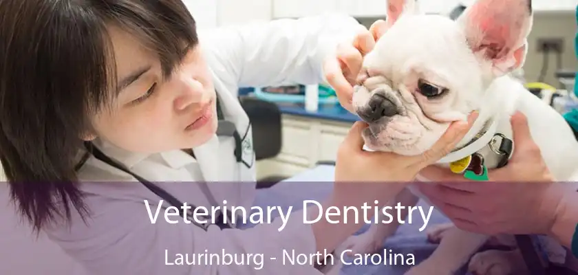 Veterinary Dentistry Laurinburg - North Carolina