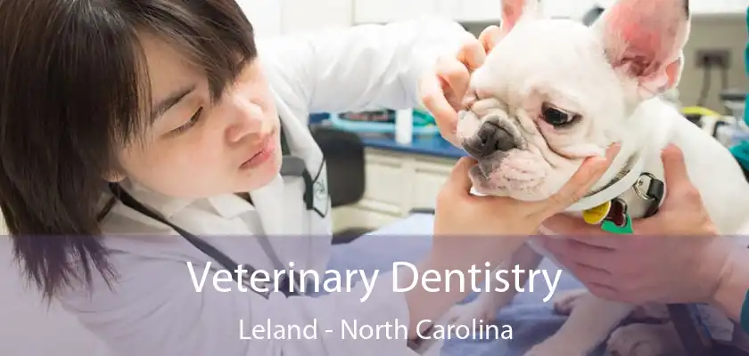 Veterinary Dentistry Leland - North Carolina