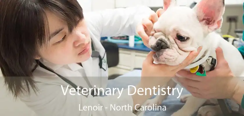 Veterinary Dentistry Lenoir - North Carolina