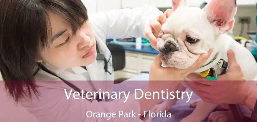 Veterinary Dentistry Orange Park - Florida