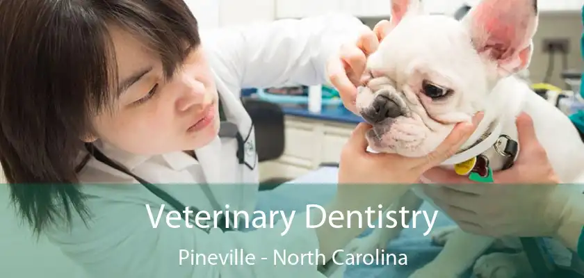 Veterinary Dentistry Pineville - North Carolina