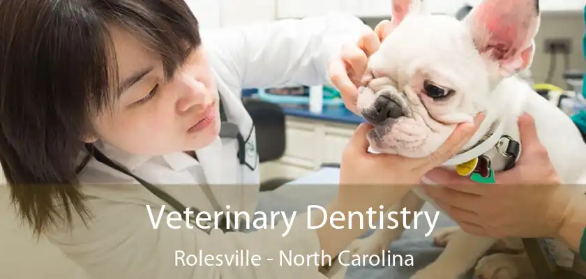 Veterinary Dentistry Rolesville - North Carolina