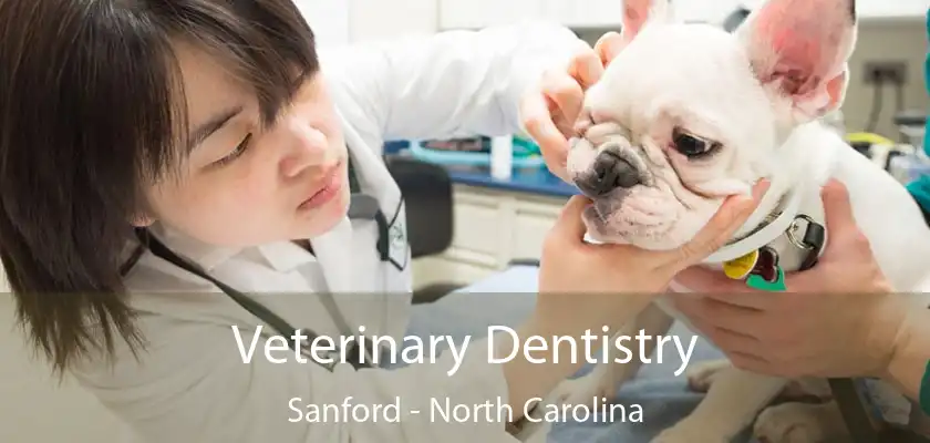 Veterinary Dentistry Sanford - North Carolina