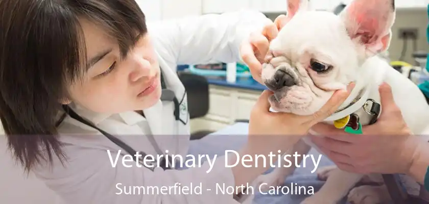 Veterinary Dentistry Summerfield - North Carolina